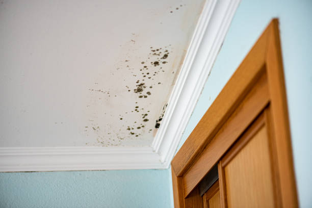 Certified Mold Removal in Phoenix, OR