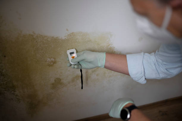 Best Commercial Mold Removal  in Phoenix, OR