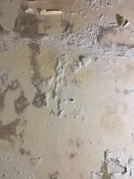 Best Black Mold Removal  in Phoenix, OR