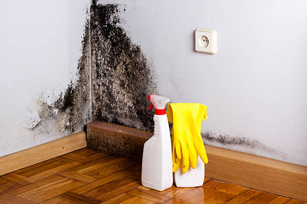 Office Mold Removal Services in Phoenix, OR